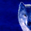 wolf (St_k2008 St_k2008), Москва, Россия