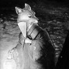KITSUNE KRASNAYA_LISA, Чернигов, Украина